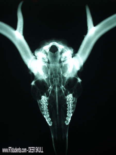 Deer Skull X-ray